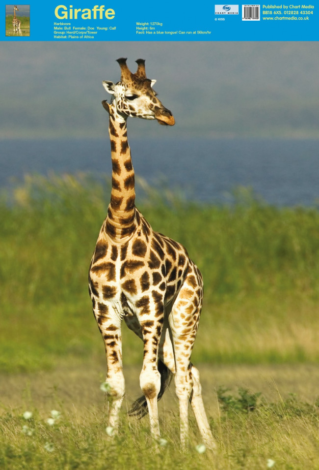  Posters  UK Giraffe Posters  Wholesale Wall Posters  Free 