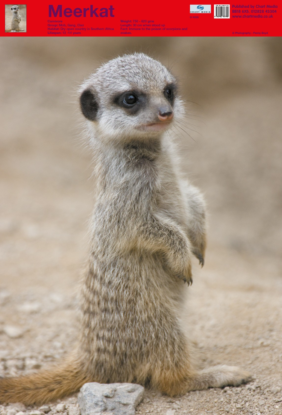 posters uk cute meerkat animal posters wholesale wall what are trade schools