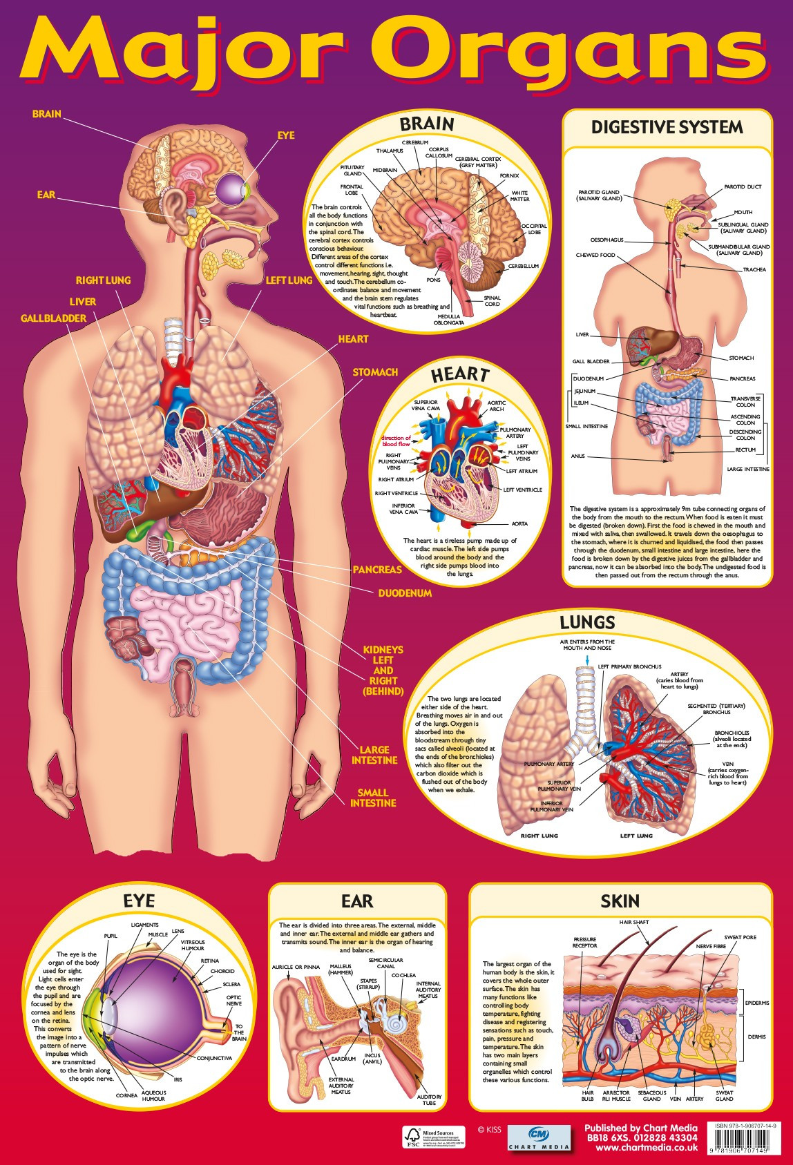 Posters UK Major Organs Wholesale Wall Charts Free Delivery