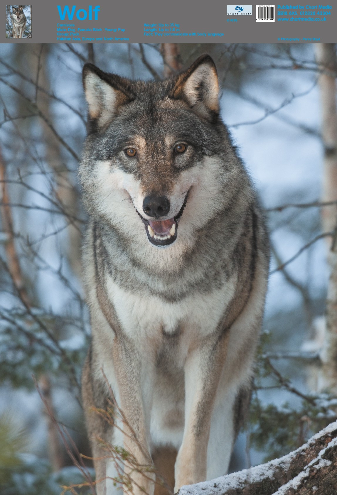 Download Posters UK | Wolf Posters-Wholesale Wall Posters. Free ...
